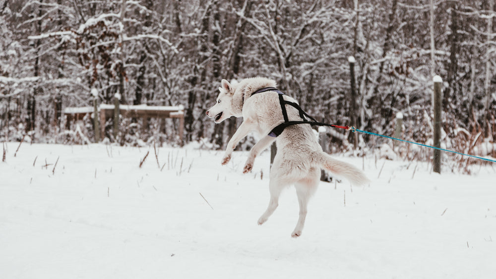 Dogs