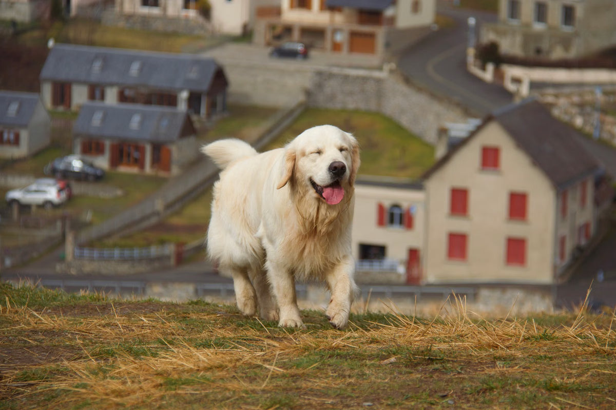 Better Days Start With Happy Pets.