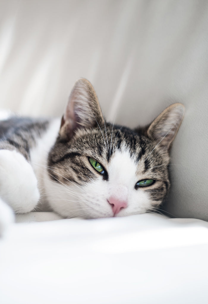 Rest & Comfort